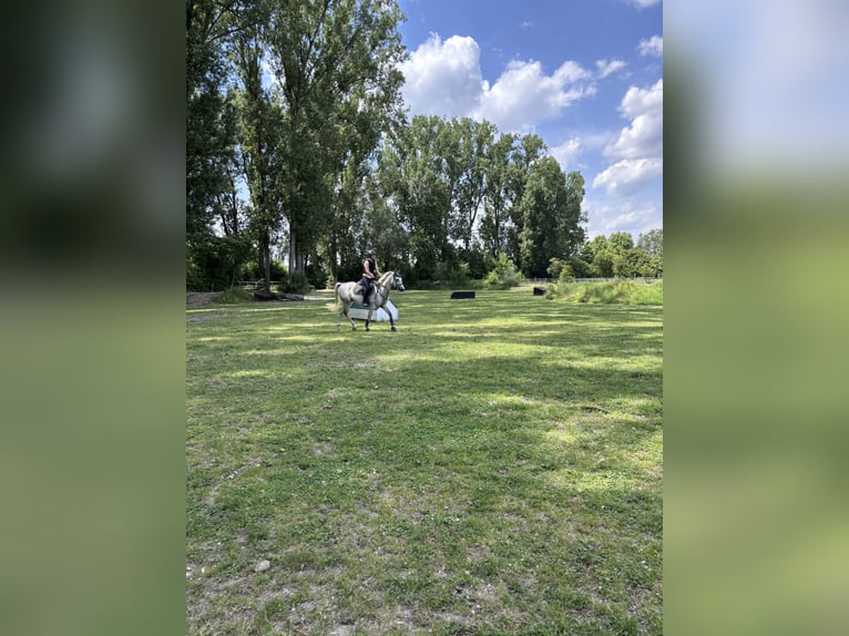 Pura Raza Árabe Caballo castrado 8 años 153 cm Tordo in Speyer