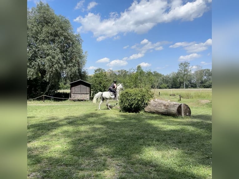 Pura Raza Árabe Caballo castrado 8 años 153 cm Tordo in Speyer