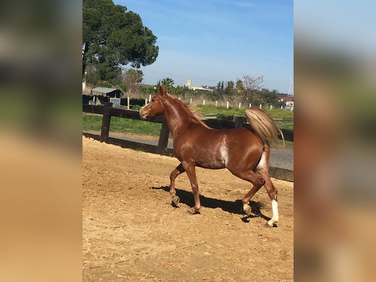 Pura Raza Árabe Caballo castrado 8 años 154 cm Alazán-tostado in Sevilla