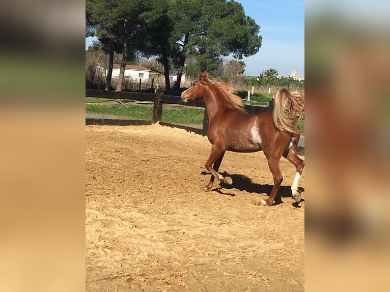 Pura Raza Árabe Caballo castrado 8 años 154 cm Alazán-tostado in Sevilla