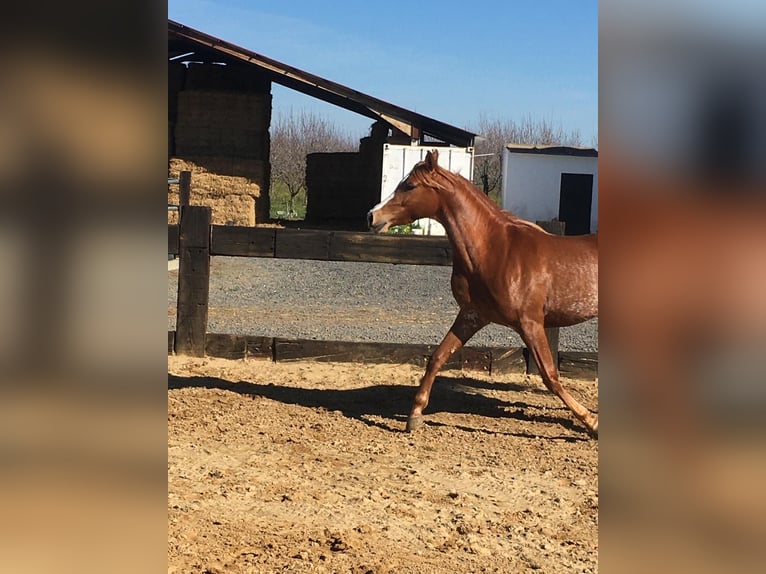 Pura Raza Árabe Caballo castrado 8 años 154 cm Alazán-tostado in Sevilla