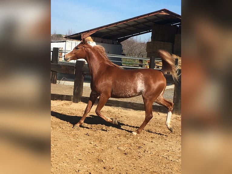 Pura Raza Árabe Caballo castrado 8 años 154 cm Alazán-tostado in Sevilla