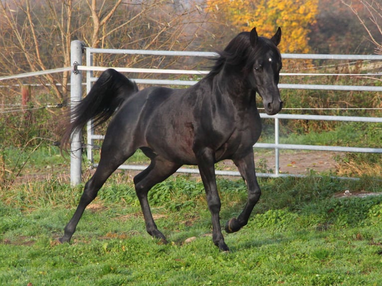 Pura Raza Árabe Caballo castrado 8 años 154 cm Negro in Herzberg am Harz