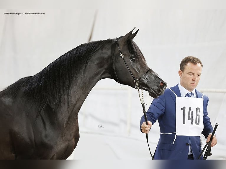 Pura Raza Árabe Caballo castrado 8 años 154 cm Negro in Herzberg am Harz