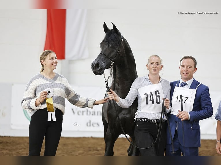 Pura Raza Árabe Caballo castrado 8 años 154 cm Negro in Herzberg am Harz