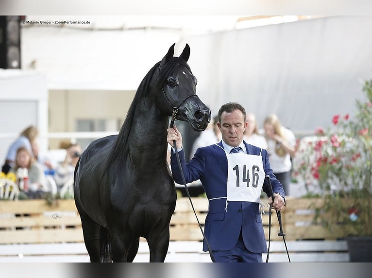 Pura Raza Árabe Caballo castrado 8 años 154 cm Negro in Herzberg am Harz