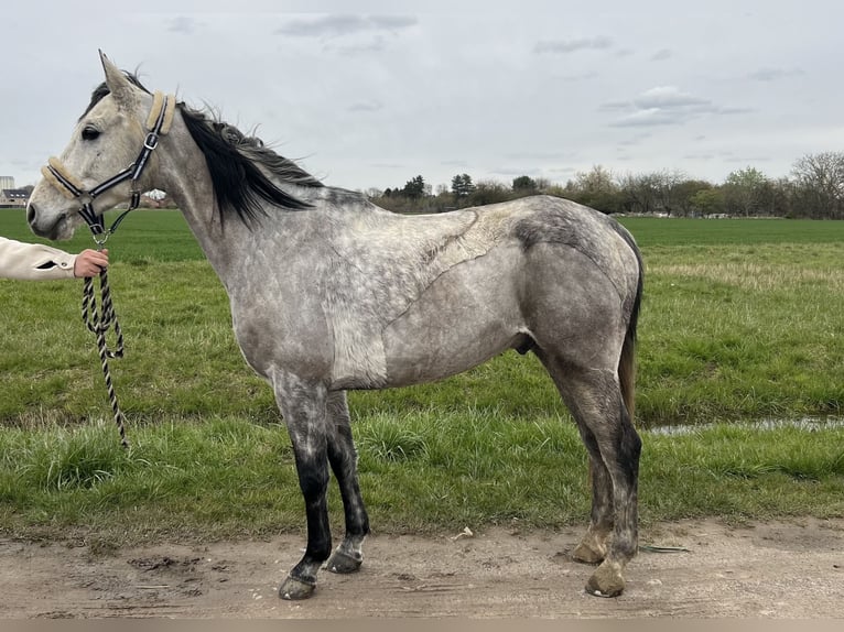 Pura Raza Árabe Caballo castrado 8 años 155 cm Tordo in Heverlee