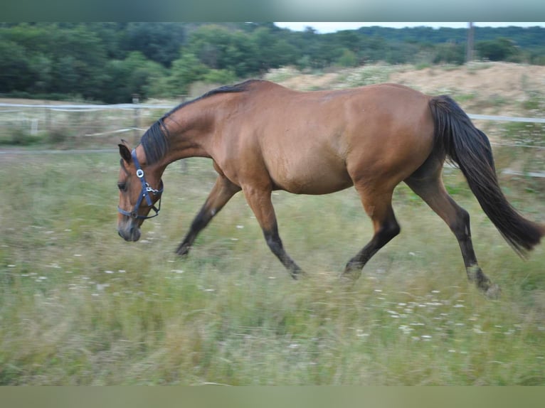 Pura Raza Árabe Caballo castrado 8 años 156 cm Castaño in Berthez