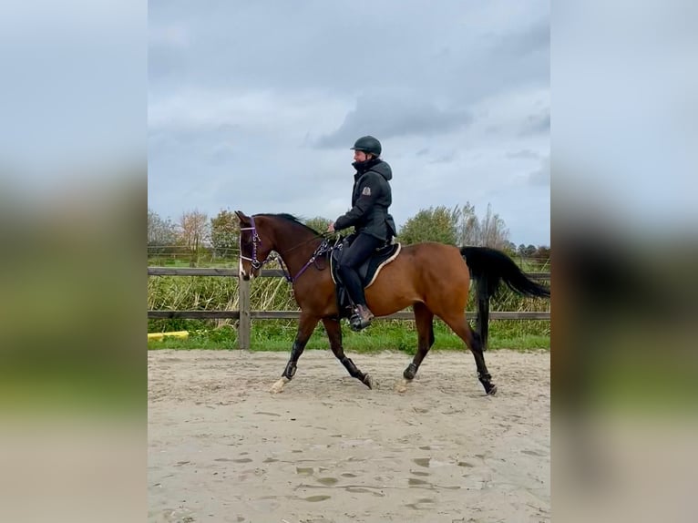 Pura Raza Árabe Caballo castrado 8 años 156 cm Castaño in Loenen