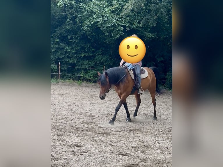 Pura Raza Árabe Caballo castrado 8 años 156 cm Castaño in Alveslohe