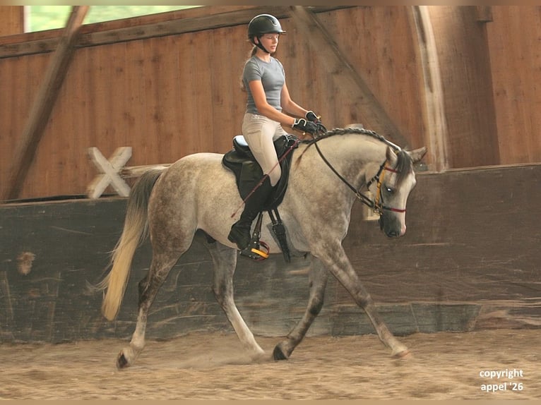 Pura Raza Árabe Caballo castrado 8 años 157 cm Tordo in Solms