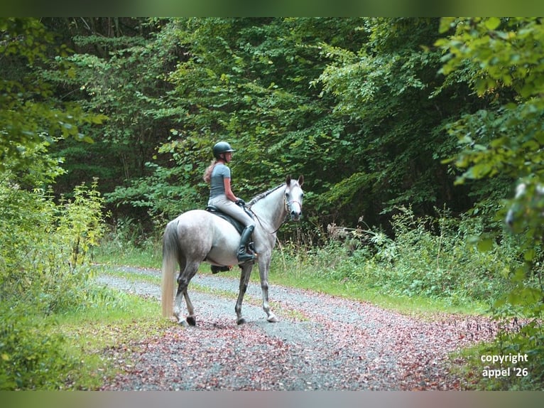 Pura Raza Árabe Caballo castrado 8 años 157 cm Tordo in Solms