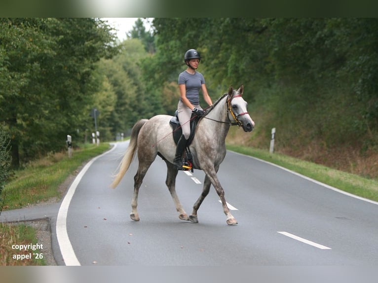 Pura Raza Árabe Caballo castrado 8 años 157 cm Tordo in Solms