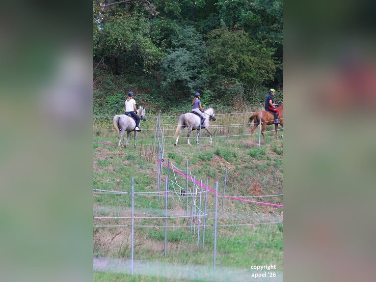 Pura Raza Árabe Caballo castrado 8 años 157 cm Tordo in Solms