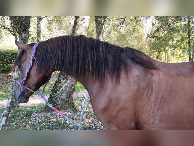 Pura Raza Árabe Caballo castrado 8 años 160 cm Castaño in Les