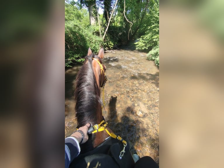 Pura Raza Árabe Caballo castrado 8 años 160 cm Castaño in Les