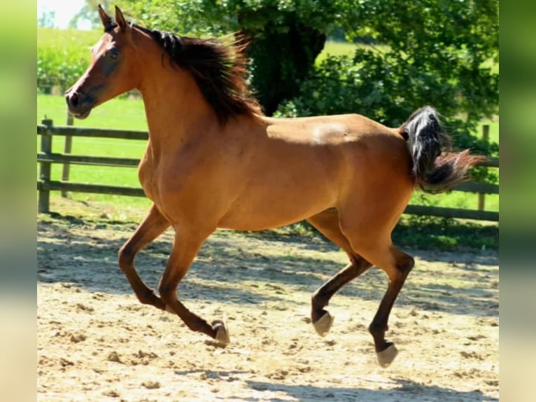 Pura Raza Árabe Caballo castrado 8 años 160 cm Castaño in Les