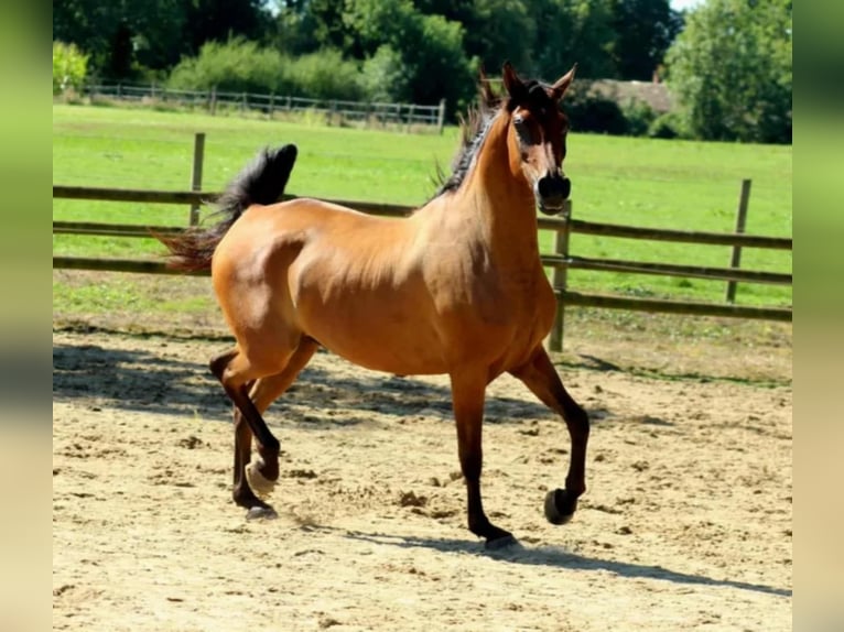 Pura Raza Árabe Caballo castrado 8 años 160 cm Castaño in Les