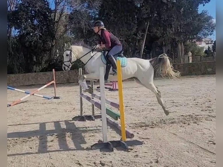 Pura Raza Árabe Caballo castrado 9 años 140 cm Tordo in Sotogrande