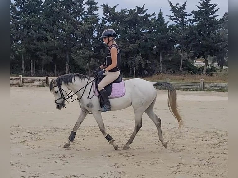 Pura Raza Árabe Caballo castrado 9 años 140 cm Tordo in Sotogrande