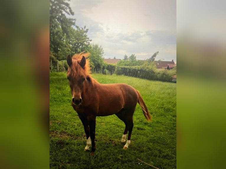 Pura Raza Árabe Caballo castrado 9 años 143 cm Alazán-tostado in La chapelle Rambaud