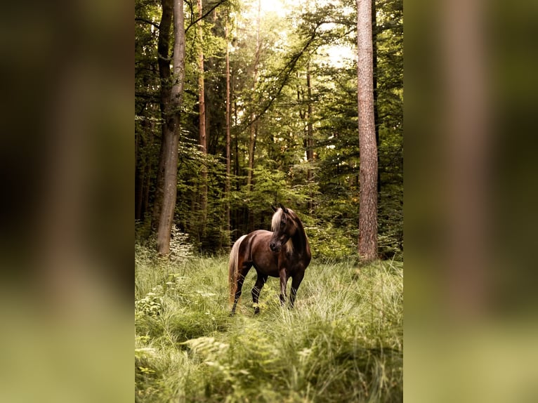 Pura Raza Árabe Caballo castrado 9 años 145 cm Negro in Schnaittach