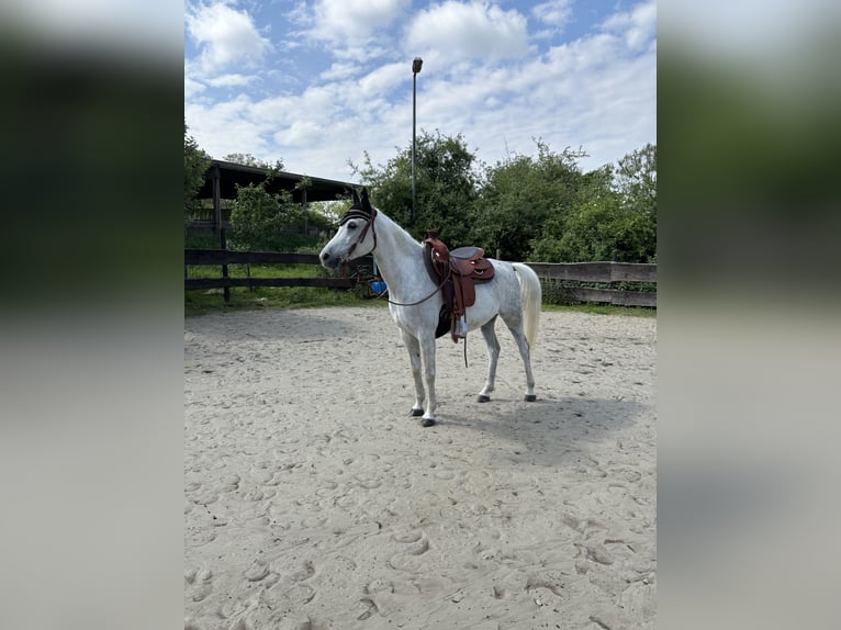 Pura Raza Árabe Caballo castrado 9 años 145 cm Tordo in Wetter (Ruhr)