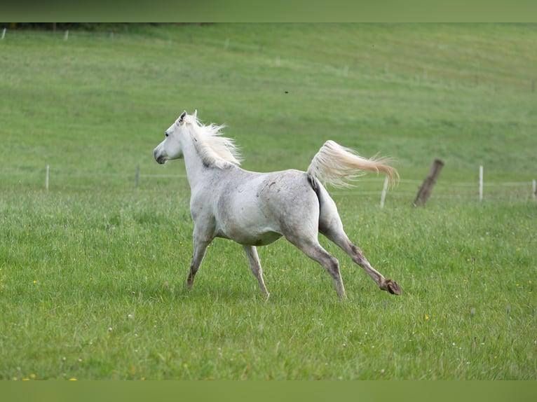 Pura Raza Árabe Caballo castrado 9 años 145 cm Tordo in Wetter (Ruhr)