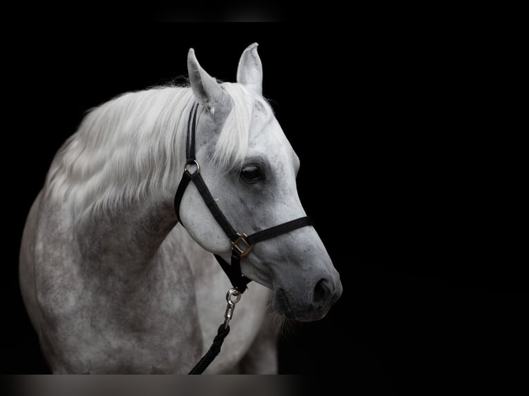 Pura Raza Árabe Caballo castrado 9 años 145 cm Tordo in Wetter (Ruhr)