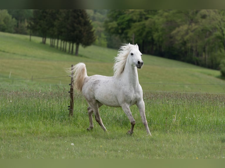 Pura Raza Árabe Caballo castrado 9 años 145 cm Tordo in Wetter (Ruhr)