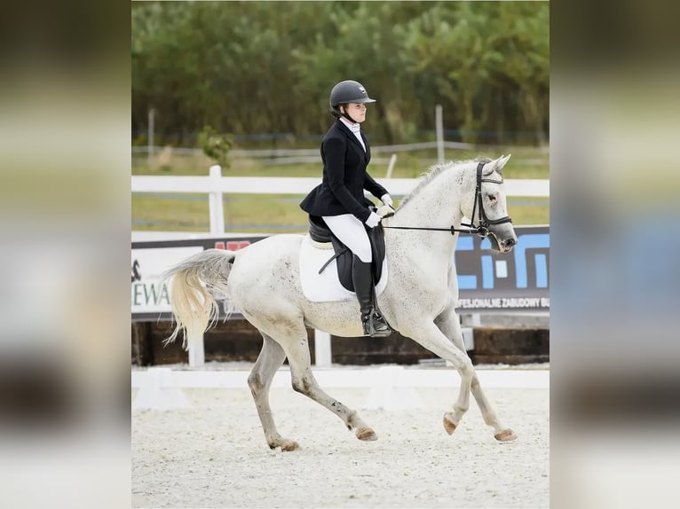 Pura Raza Árabe Caballo castrado 9 años 150 cm Tordo in Jelenia Góra