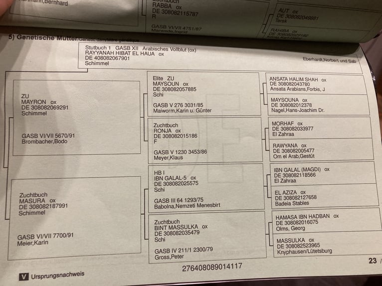 Pura Raza Árabe Caballo castrado 9 años 150 cm Tordo in Sugenheim