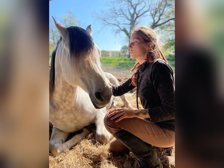 Pura Raza Árabe Caballo castrado 9 años 153 cm Tordo in Vibrac