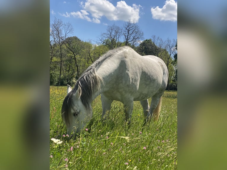 Pura Raza Árabe Caballo castrado 9 años 153 cm Tordo in Vibrac
