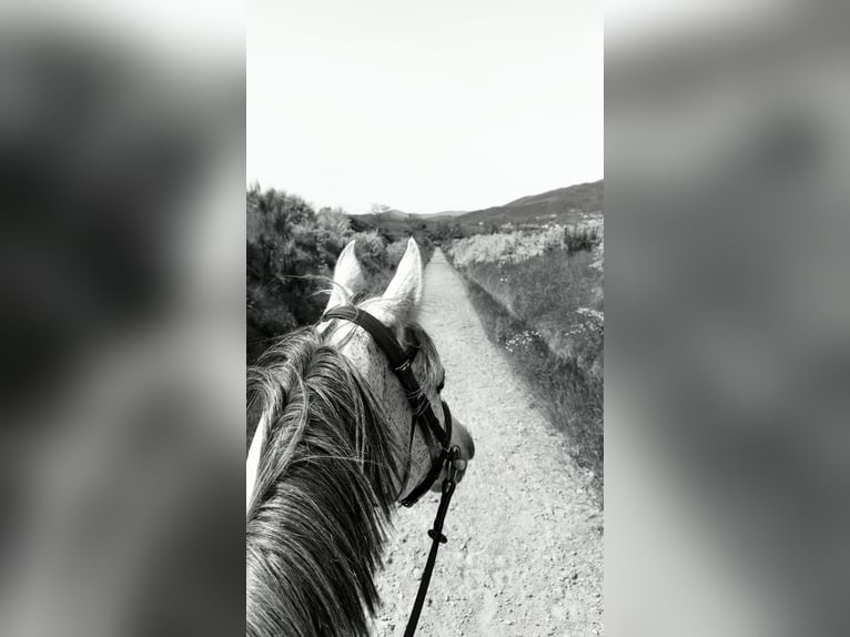 Pura Raza Árabe Caballo castrado 9 años 153 cm Tordo in Saint-Alban-d&#x27;Ay