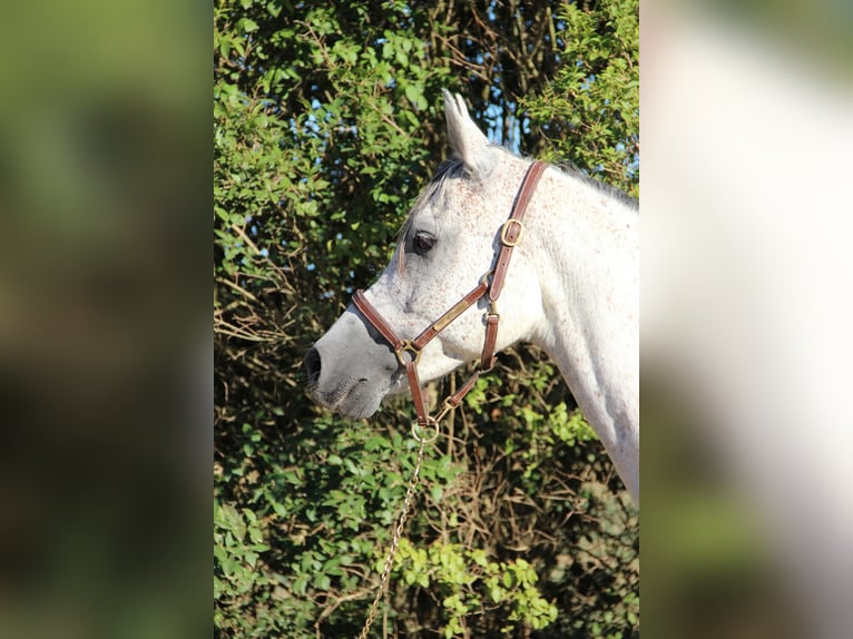 Pura Raza Árabe Caballo castrado 9 años 153 cm Tordo in Saint-Alban-d&#x27;Ay
