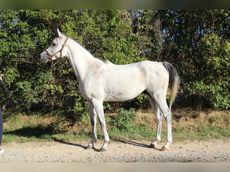 Pura Raza Árabe Caballo castrado 9 años 153 cm Tordo in Saint-Alban-d&#x27;Ay
