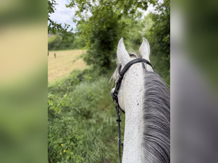Pura Raza Árabe Caballo castrado 9 años 153 cm Tordo in Saint-Alban-d&#x27;Ay
