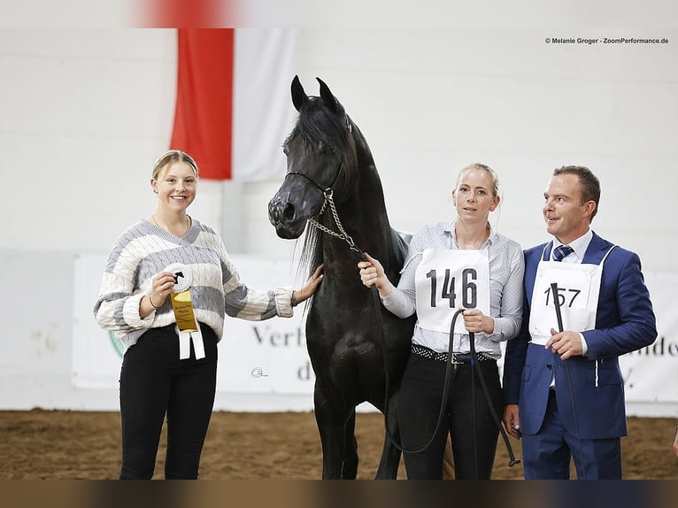 Pura Raza Árabe Caballo castrado 9 años 154 cm Negro in Herzberg am Harz