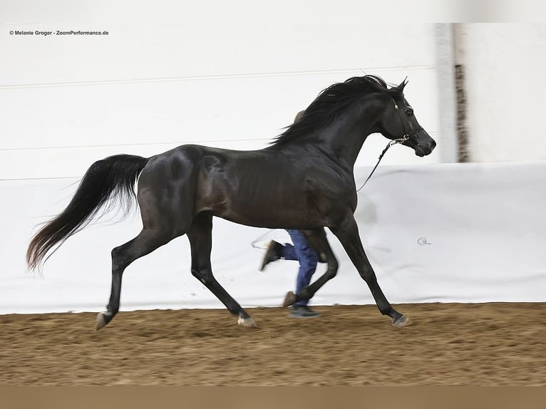 Pura Raza Árabe Caballo castrado 9 años 154 cm Negro in Herzberg am Harz