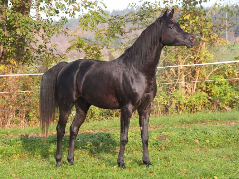 Pura Raza Árabe Caballo castrado 9 años 154 cm Negro in Herzberg am Harz
