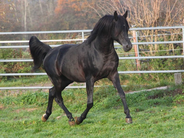 Pura Raza Árabe Caballo castrado 9 años 154 cm Negro in Herzberg am Harz