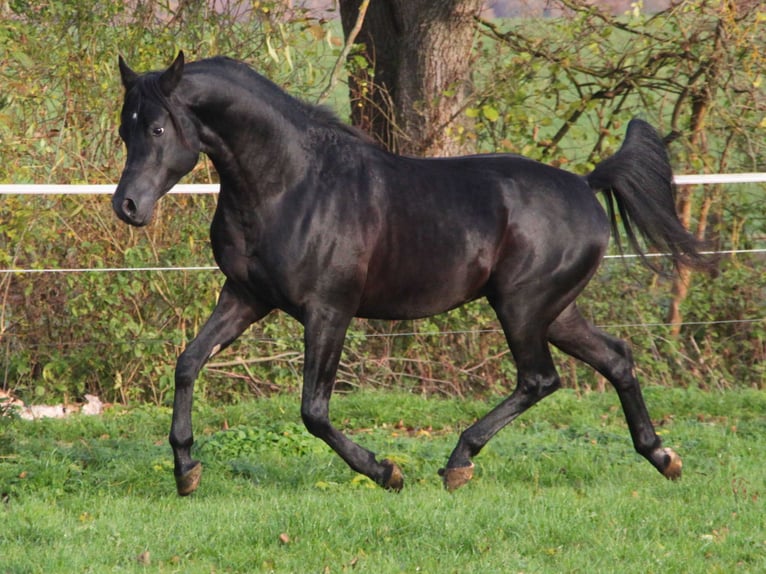 Pura Raza Árabe Caballo castrado 9 años 154 cm Negro in Herzberg am Harz