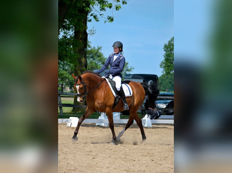 Pura Raza Árabe Caballo castrado 9 años 155 cm Castaño in Zuidveld