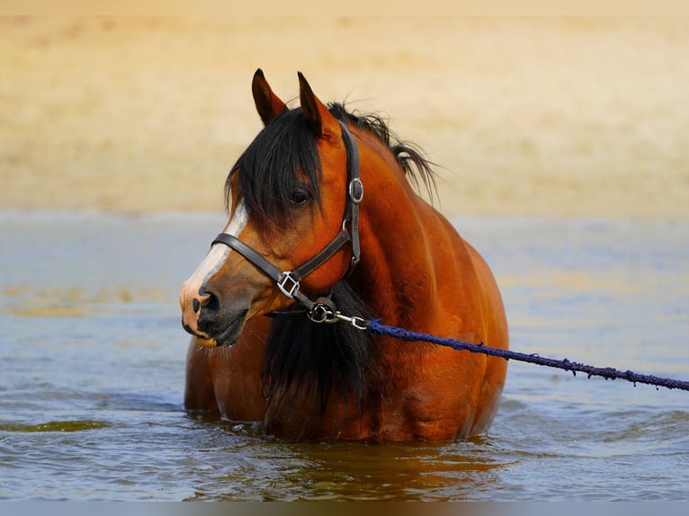 Pura Raza Árabe Caballo castrado 9 años 155 cm Castaño in Zuidveld