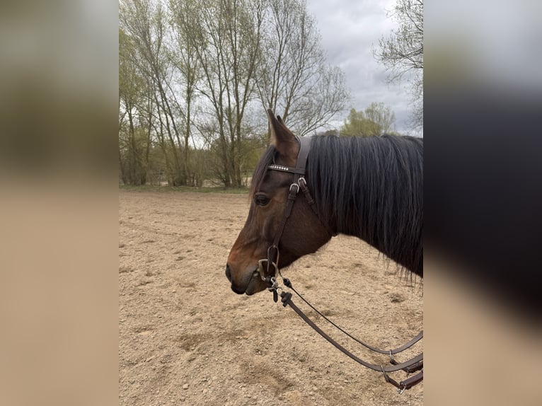 Pura Raza Árabe Caballo castrado 9 años 156 cm Castaño in Büttelborn