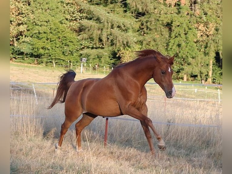 Pura Raza Árabe Caballo castrado 9 años 158 cm Alazán in Freiamt