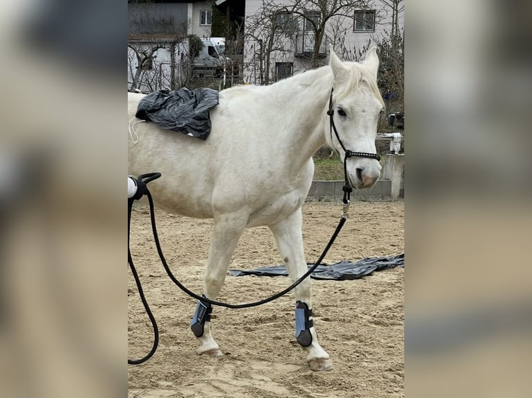 Pura Raza Árabe Caballo castrado 9 años 160 cm Tordo in Fraunberg