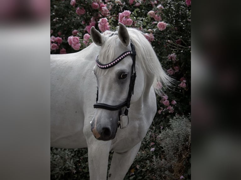 Pura Raza Árabe Caballo castrado 9 años 160 cm Tordo in Fraunberg