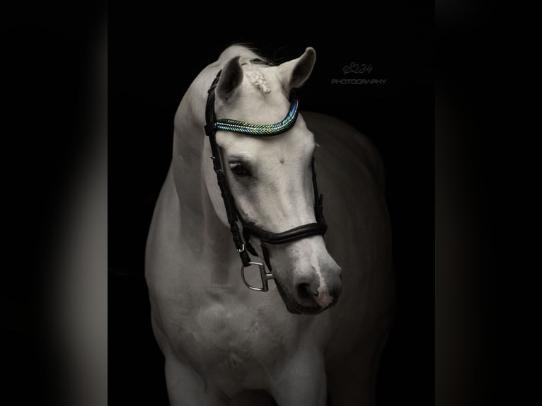 Pura Raza Árabe Caballo castrado 9 años 160 cm Tordo in Fraunberg